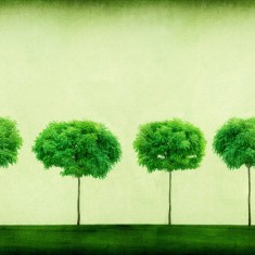 Fototapet Three Trees, personalizat, Rebel Walls