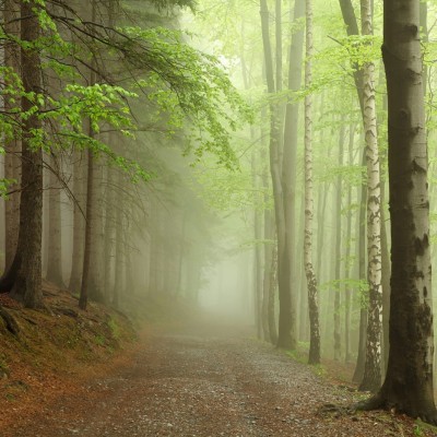 Forest Path tapet - o cale ascunsă printre copaci înverziți, învăluită în ceață de dimineață.