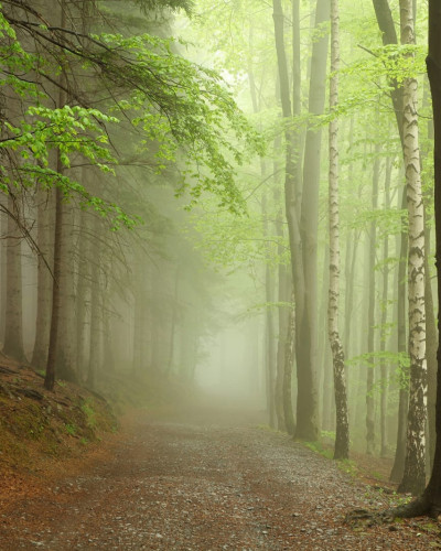 Forest Path tapet - o cale ascunsă printre copaci înverziți, învăluită în ceață de dimineață.