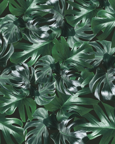 Tapet cu frunze de Monstera, Welcome To The Jungle