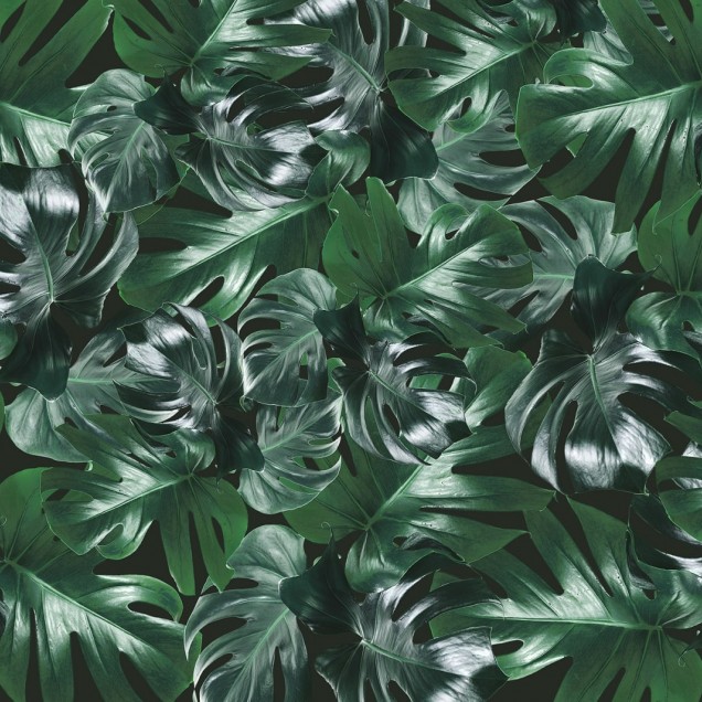 Tapet cu frunze de Monstera, Welcome To The Jungle
