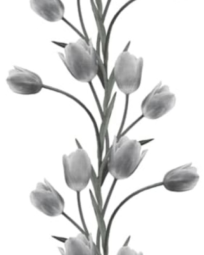 Tapet floral minimalist cu tulpi de flori gri pe un fundal alb.