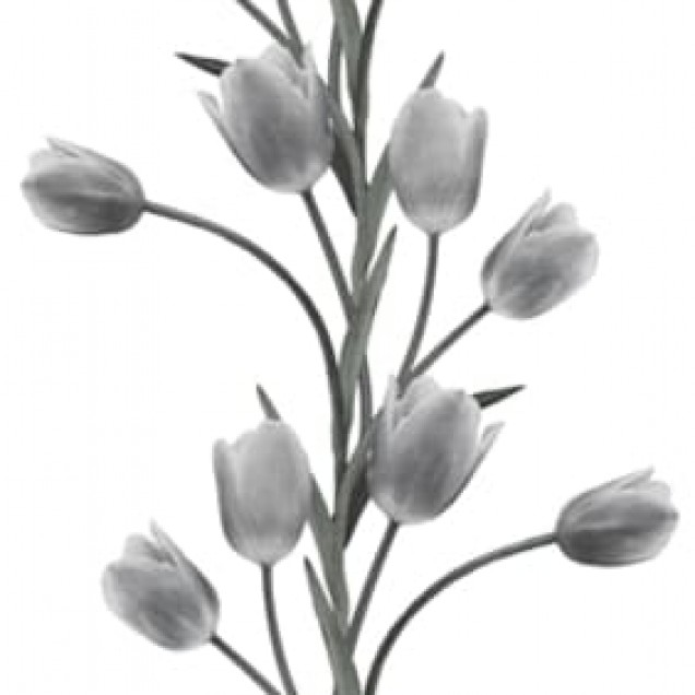 Tapet floral minimalist cu tulpi de flori gri pe un fundal alb.