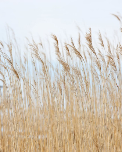 Tapet cu design minimalist Swaying Wheat