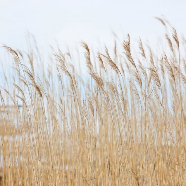 Tapet cu design minimalist Swaying Wheat