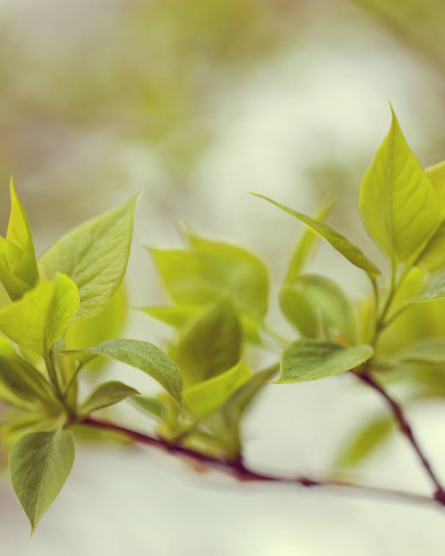 Green Leaves - Tapet cu design modern cu frunze verzi delicate