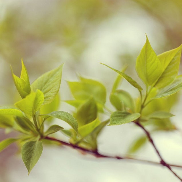 Green Leaves - Tapet cu design modern cu frunze verzi delicate