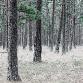 Foto tapet 3D Pine Forest, personalizat, Rebel Walls