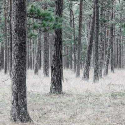 Foto tapet 3D Pine Forest, personalizat, Rebel Walls, Fototapet living 