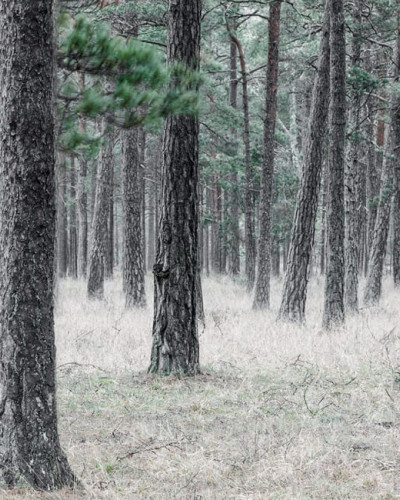 Tapet 3D cu Pădure de Pini - Design Natural și Relaxant