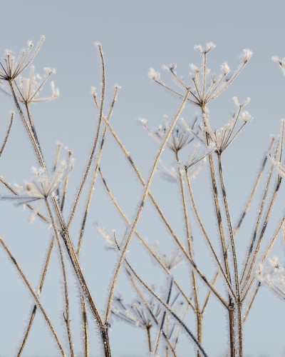 Tapet decorativ cu design minimalist, Frostwork.