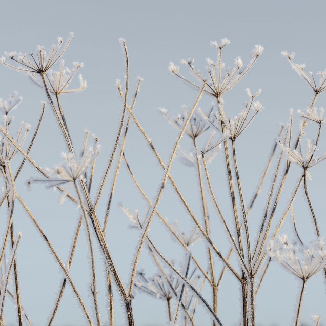 Tapet decorativ cu design minimalist, Frostwork.