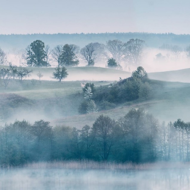 Tapet 3D Morning Haze cu design liniștit de pădure învăluită în ceață, perfect pentru camera de zi sau dormitor.