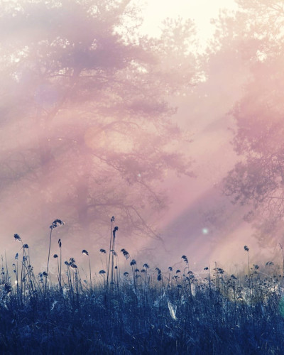 Pink Dawn tapet 3D, cu imagine de padure misterioasa cu nuanțe delicate de roz si albastru, perfect pentru living sau dormitor.