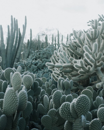 Tapet 3D Cacti - Imaginea prezintă un perete cu un tapet 3D cu cactuși verzi.