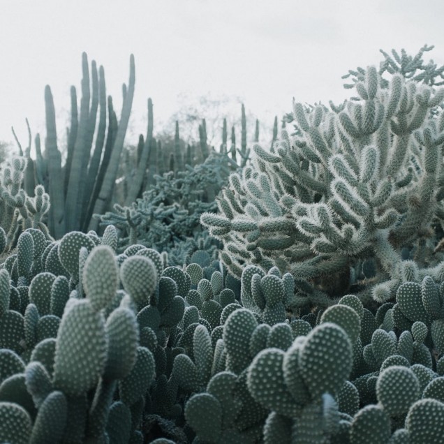 Tapet 3D Cacti - Imaginea prezintă un perete cu un tapet 3D cu cactuși verzi.