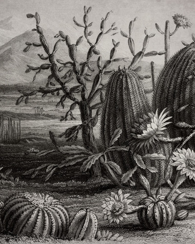 Tapet de perete cu design artistic al unui desert plin de cactusi.