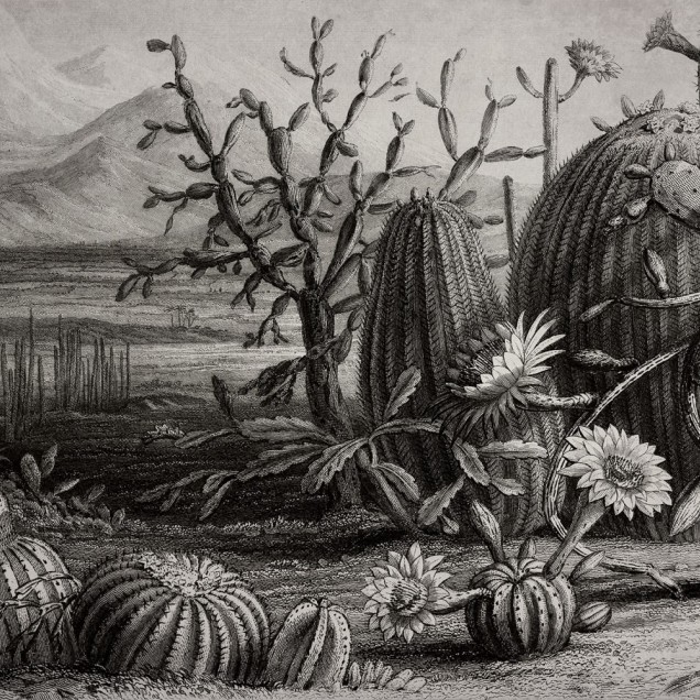 Tapet de perete cu design artistic al unui desert plin de cactusi.