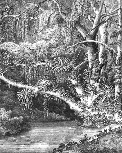 Un tapet cu ilustrații fine și tonuri gri cu o pădure luxuriantă cu o fântână ascunsă printre arbori.