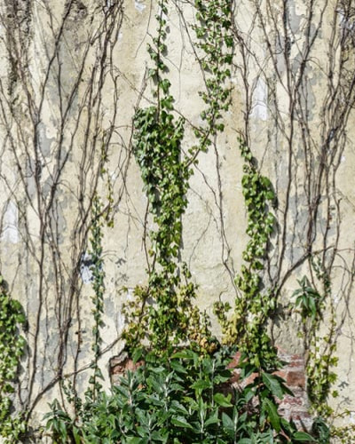 Tapet 3D Climbing Ivy, cu un design realist de viță de vie care urcă pe o cărămidă veche, perfect pentru a transforma orice cameră.