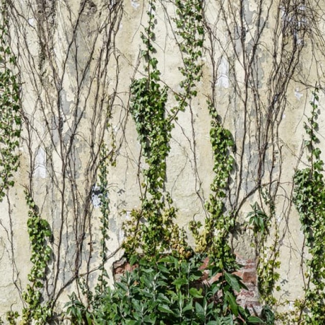 Tapet 3D Climbing Ivy, cu un design realist de viță de vie care urcă pe o cărămidă veche, perfect pentru a transforma orice cameră.