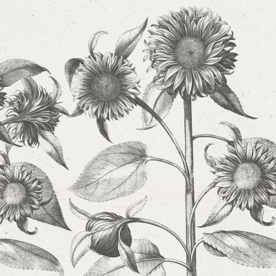 Tapet floral cu flori de soare în tonuri de gri