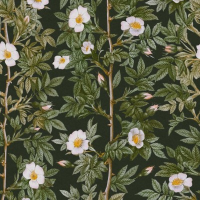 Tapet floral Rose Hip, Midnight cu flori albe pe fundal verde închis