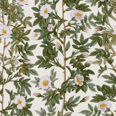 Tapet floral Rose Hip, Green, cu trandafiri albi și frunze verzi.