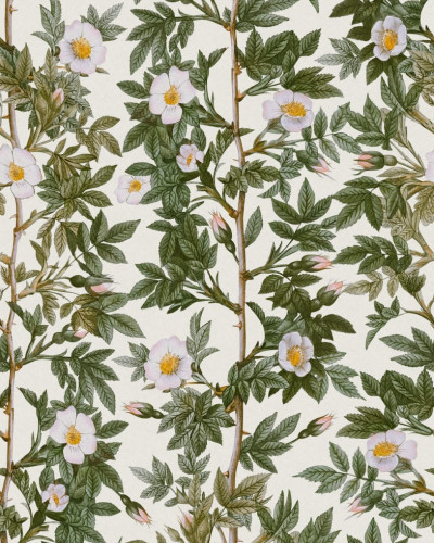 Rose Hip, Green, Rebel Walls
