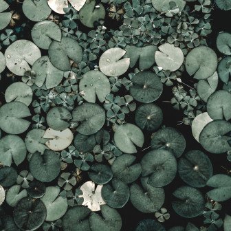 Fototapet Water Lilies, Green, Rebel Walls