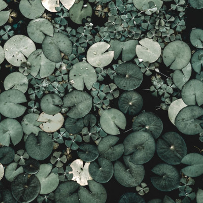 Water Lilies, Green, Rebel Walls