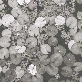Fototapet Water Lilies, Black & White, Rebel Walls