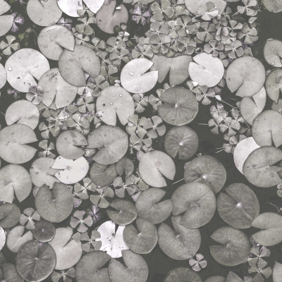 Water Lilies, Black & White, Rebel Walls