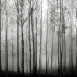 Fototapet Birch Fog, Black & White, Rebel Walls