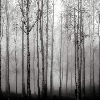 Fototapet Birch Fog, Black & White, Rebel Walls