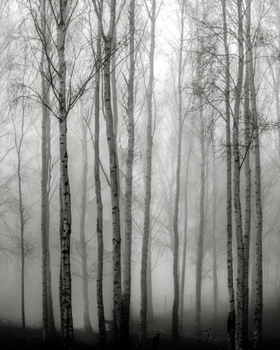 Tapet cu design monocromatic al unei păduri de mesteacăn