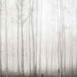 Fototapet Birch Fog, White, Rebel Walls