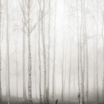 Fototapet Birch Fog, White, Rebel Walls