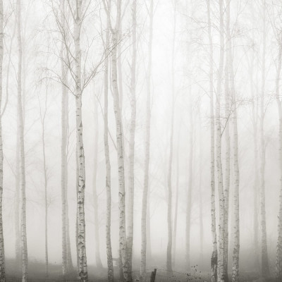 Tapet Birch Fog, White, cu aspect de pădure de mesteacăn