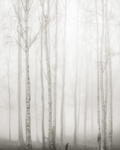 Tapet Birch Fog, White, cu aspect de pădure de mesteacăn