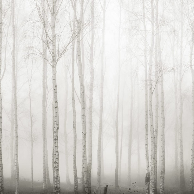 Tapet Birch Fog, White, cu aspect de pădure de mesteacăn
