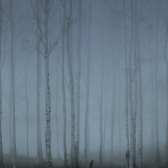 Fototapet Birch Fog, Blue, Rebel Walls
