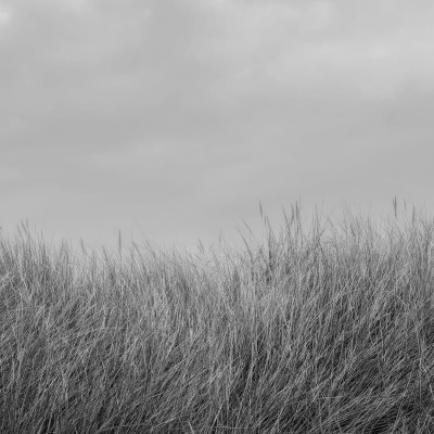Scandinavian Reed, Black & White, Rebel Walls