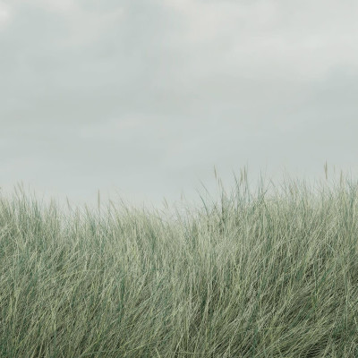 Scandinavian Reed, Green, Rebel Walls