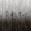 Fototapet Autumn Haze, Black & White, Rebel Walls