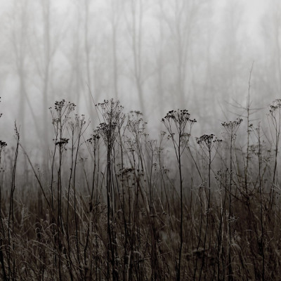 Autumn Haze, Black & White, Rebel Walls