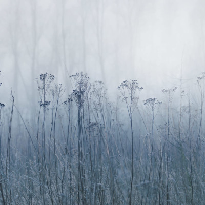 Autumn Haze, Blue, Rebel Walls