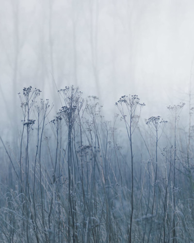 Wallpaper Autumn Haze, Blue, cu un design minimalist ce redă un câmp în ceață de toamnă