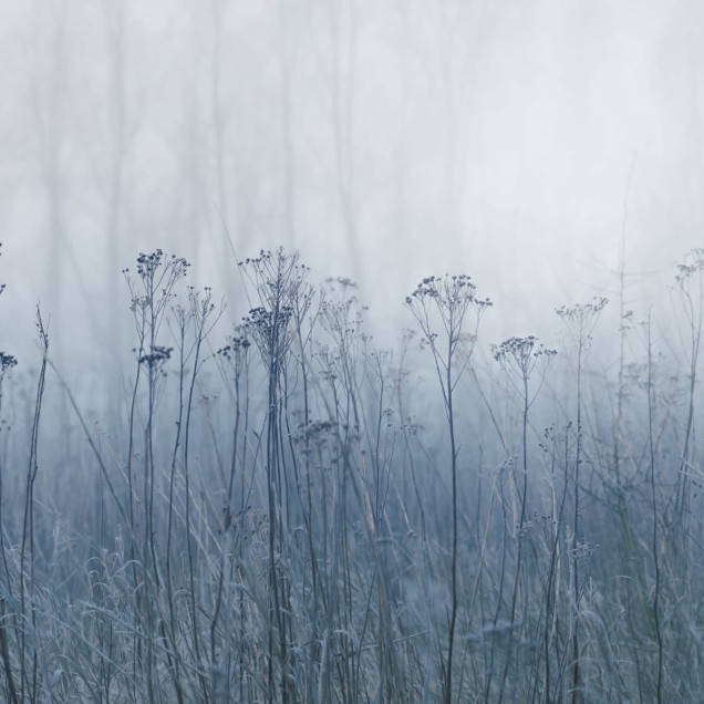 Wallpaper Autumn Haze, Blue, cu un design minimalist ce redă un câmp în ceață de toamnă