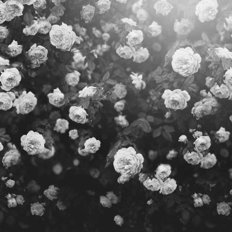 Fototapet Regal Rose, Black & White, Rebel Walls